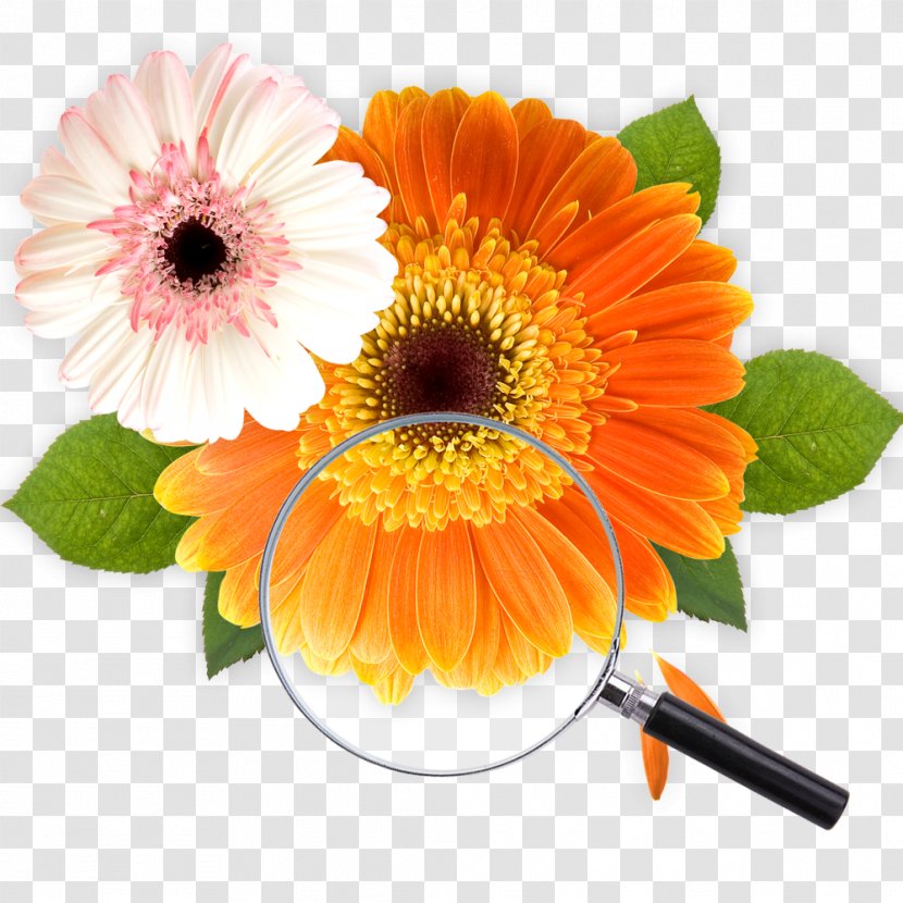 Paper - Sunflower - Free Gerbera Flowers Pull Material Transparent PNG