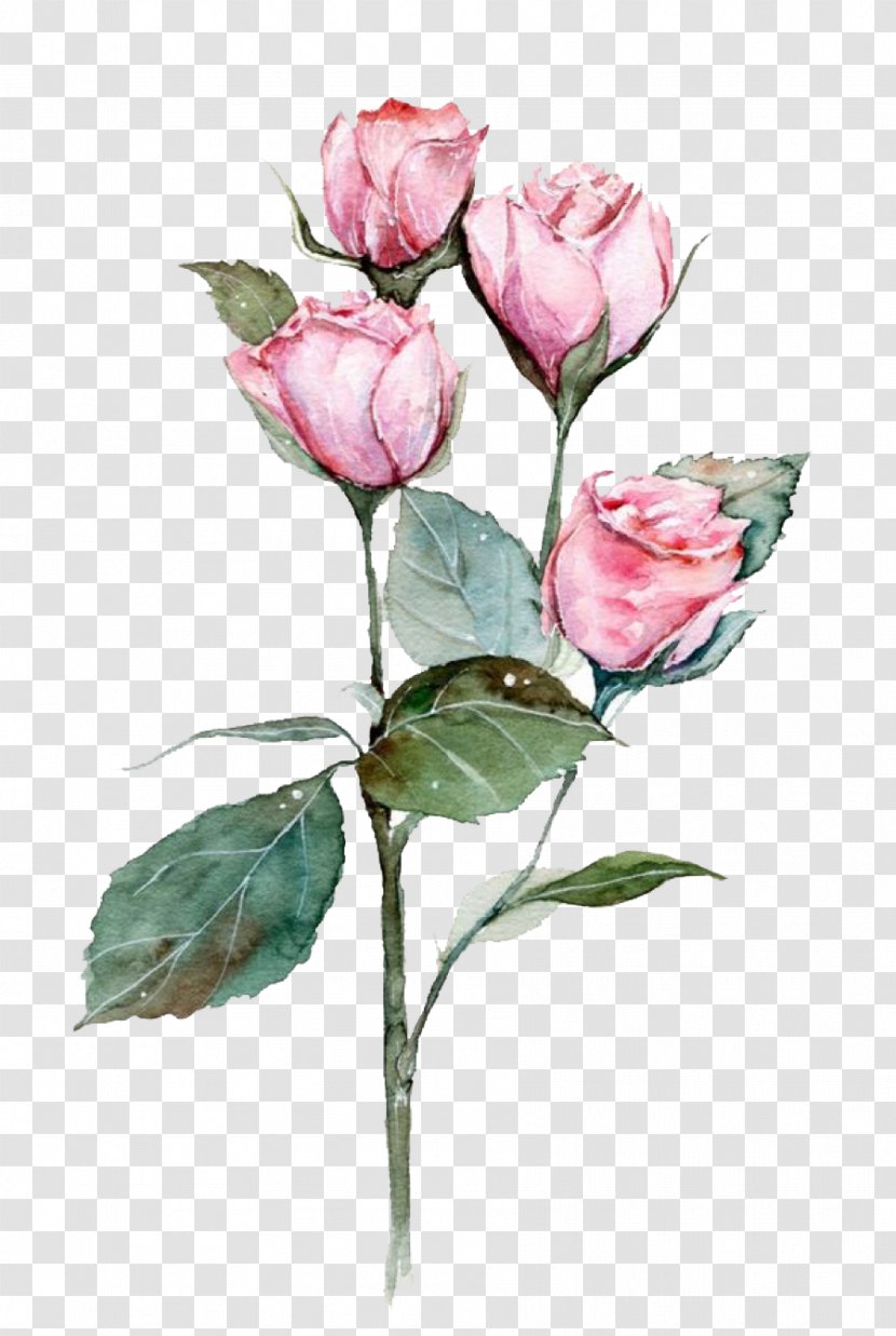 Garden Roses - Prickly Rose Transparent PNG