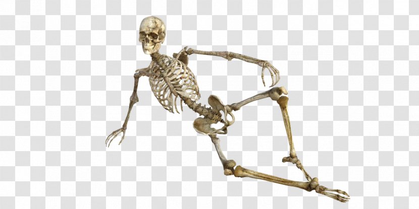 Bone Human Skeleton Osteoporosis Body - Long - Frame Model Transparent PNG
