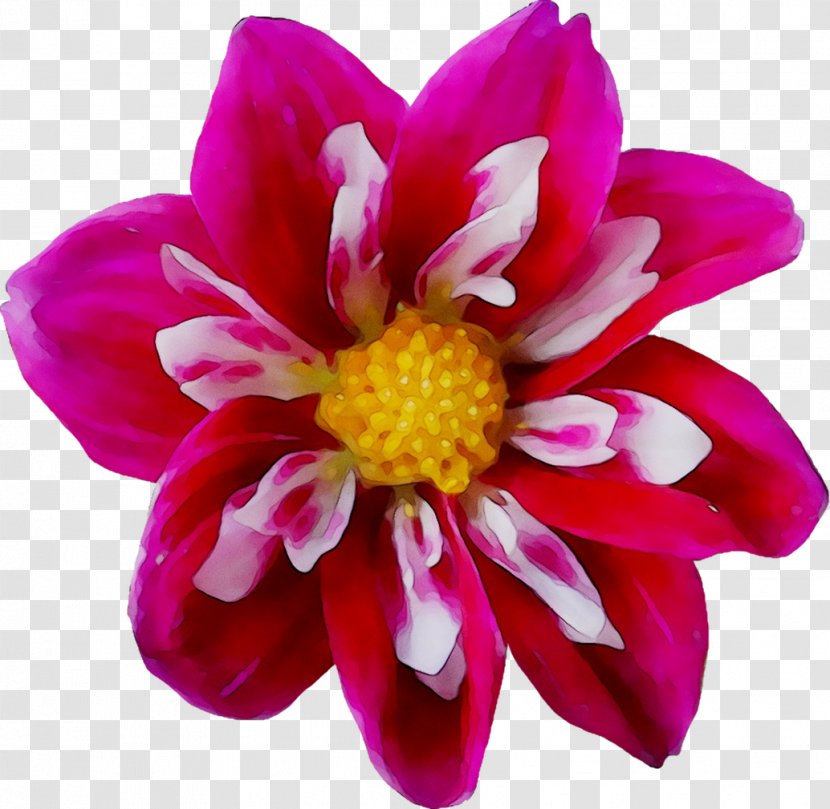 Dahlia Chrysanthemum Annual Plant Herbaceous Cut Flowers - Violet Transparent PNG