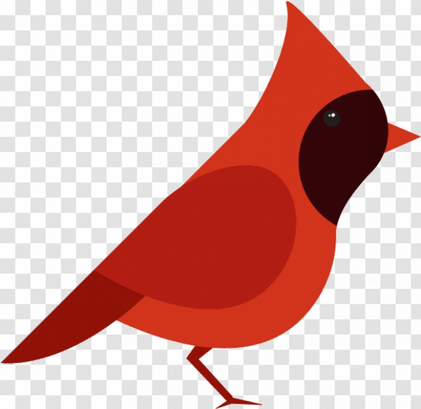 Cardinal Bird - Beak - Perching Songbird Transparent PNG