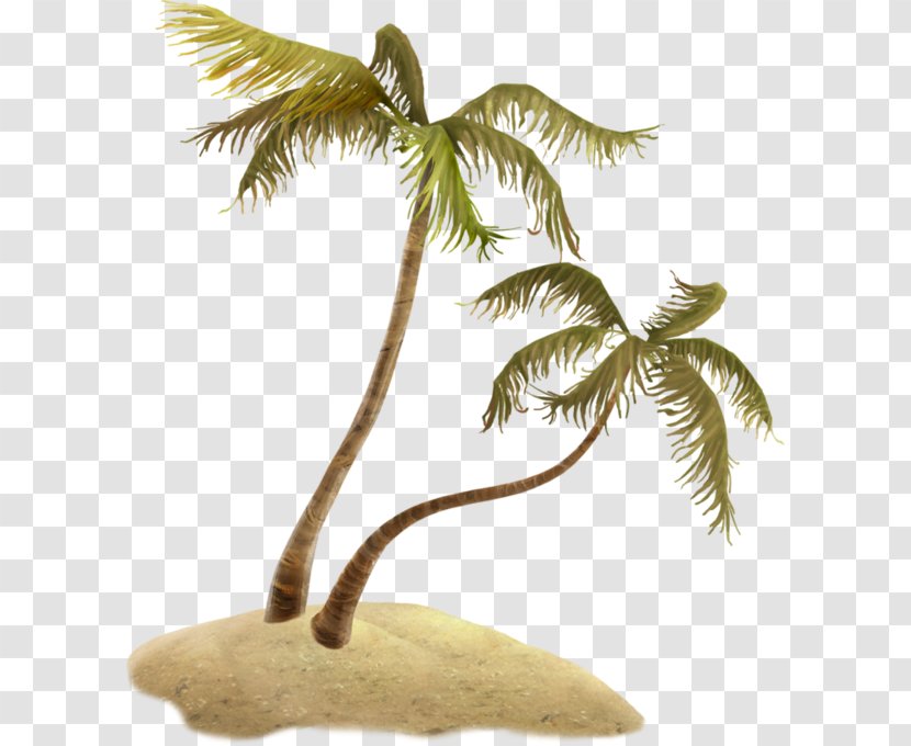 Cartoon Palm Tree - Leaf - Tropics Arecales Transparent PNG