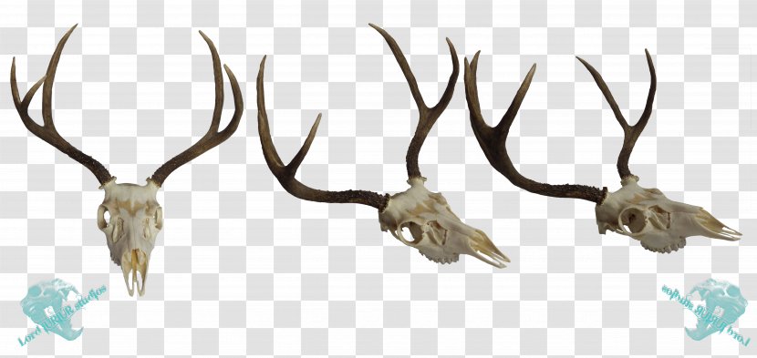 White-tailed Deer Elk Mule Antler - Animal Transparent PNG