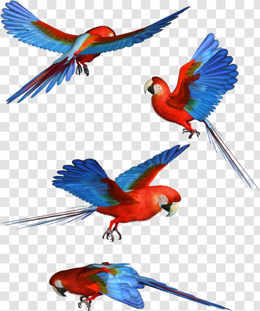 Parrot Bird Scarlet Macaw - Blueandyellow - Samphire Fichier Transparent PNG