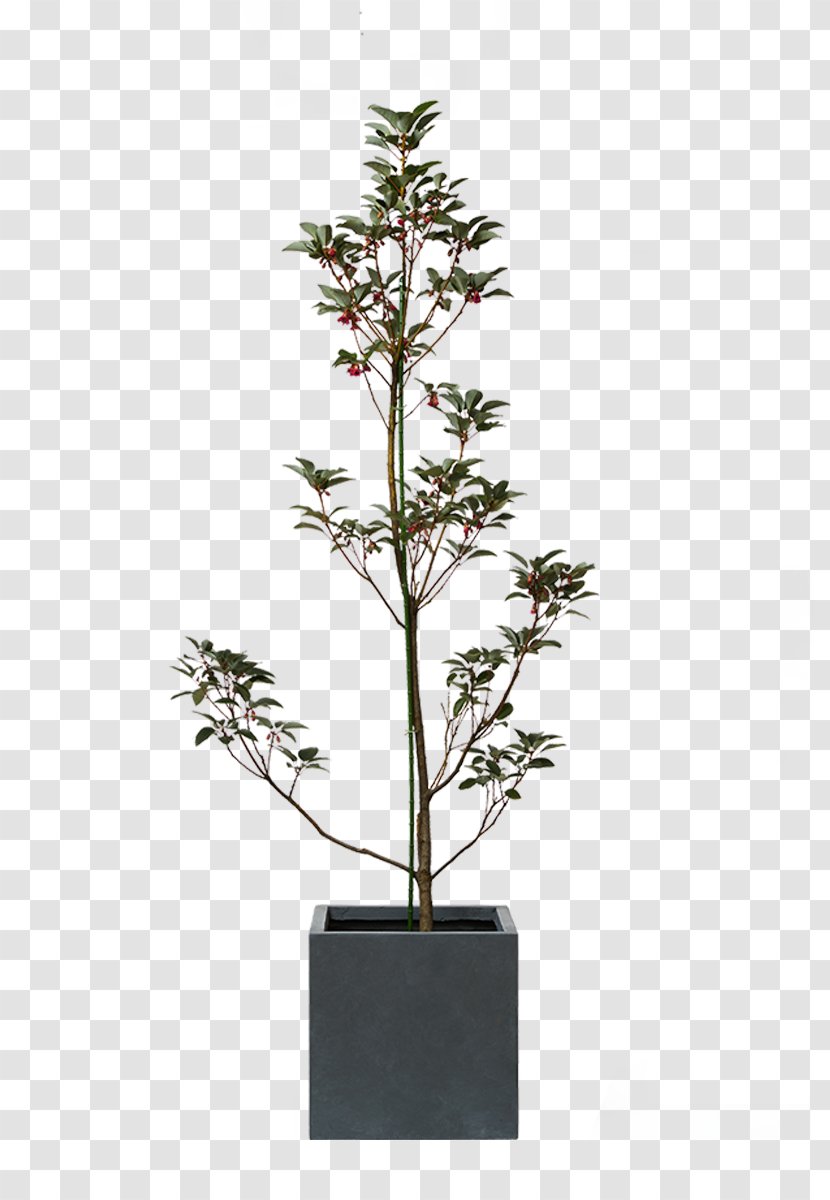 Houseplant Australia Myrtle Family Wattles Transparent PNG