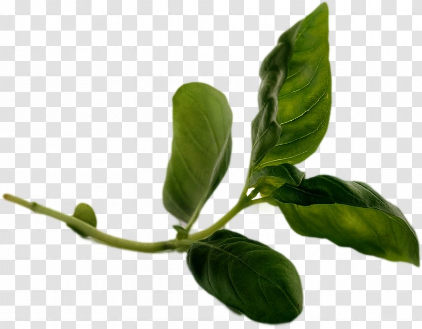 Leaf Plant Stem Basil Branching Transparent PNG