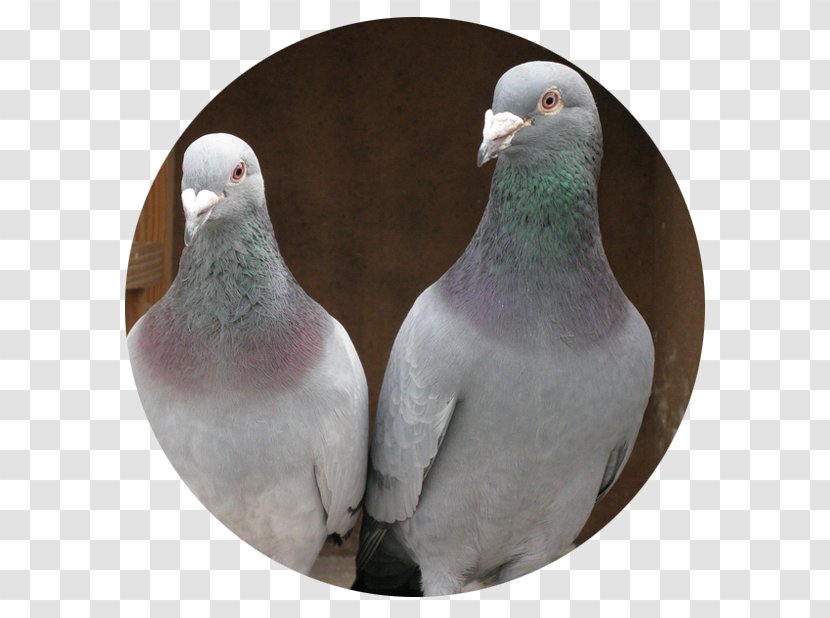 Homing Pigeon Racing Homer Columbidae Bird Pet Transparent PNG