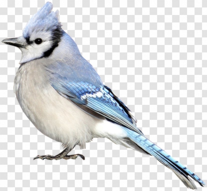 Blue Jay Bird Eurasian Clip Art Transparent PNG