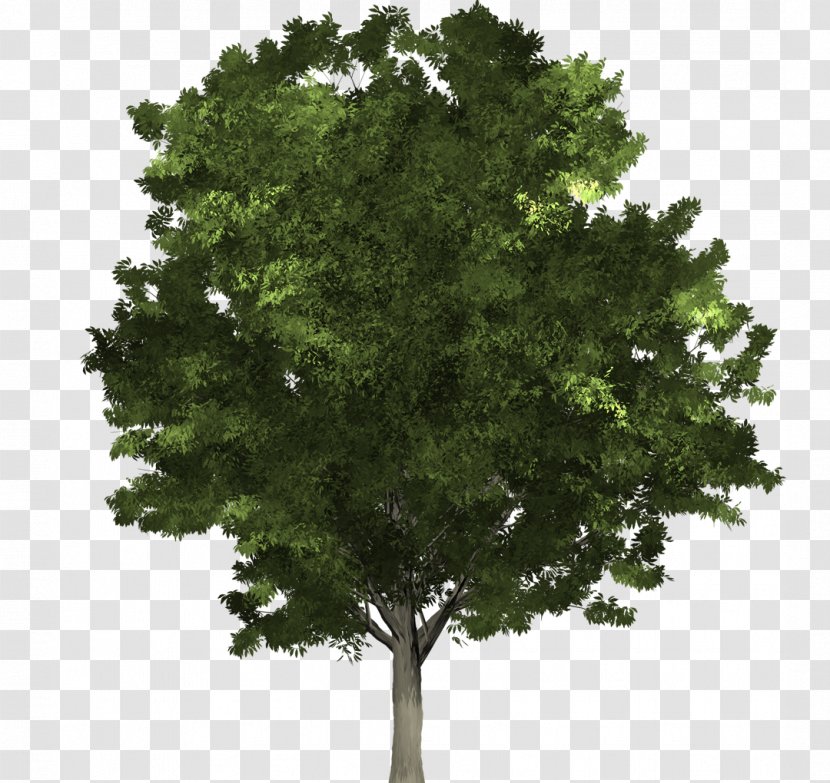 Fraxinus Pennsylvanica Tree Structure Northern Red Oak Lindens - Wood - Overlooking Ginkgo Transparent PNG