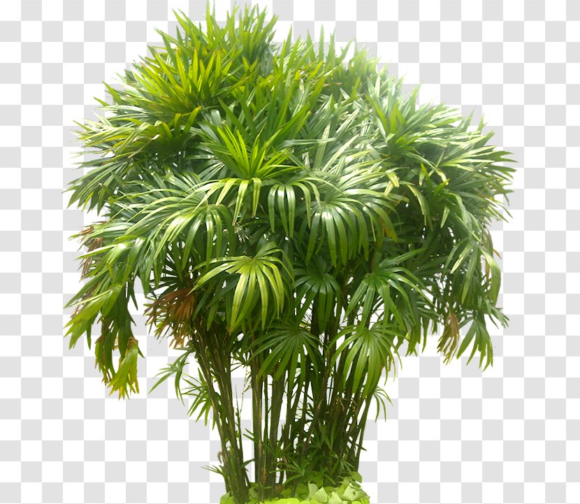 Rhapis Excelsa Arecaceae Tree Pine - Palm - Fern Transparent PNG