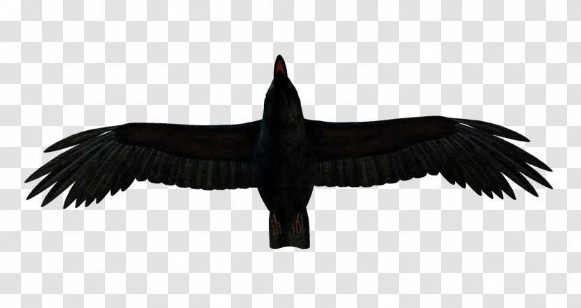 Crows Bird Download - Crow Transparent PNG