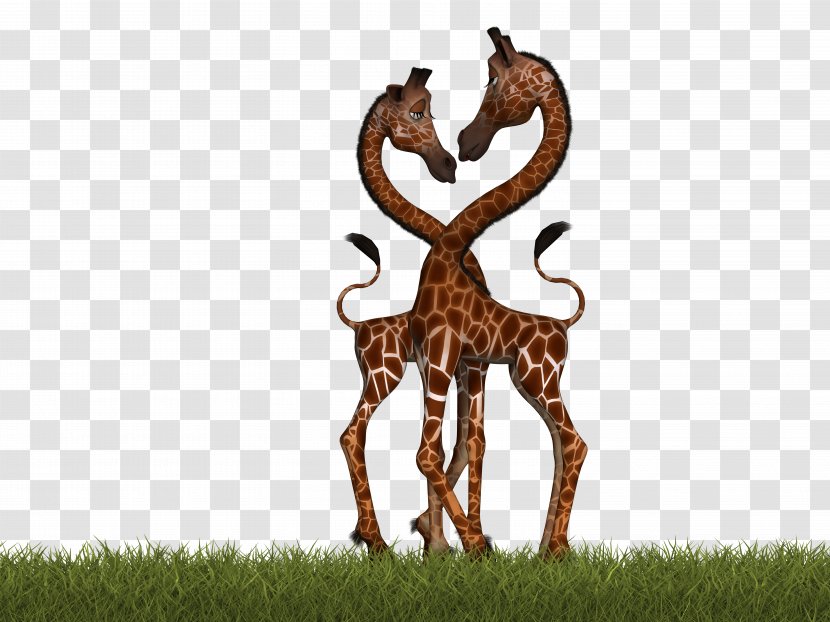Okapi Northern Giraffe Deer Reticulated Mammal Transparent PNG