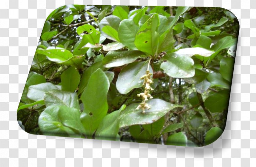 Bucida Buceras Ophiticola Tree Molinetii Tropical Almond Transparent PNG