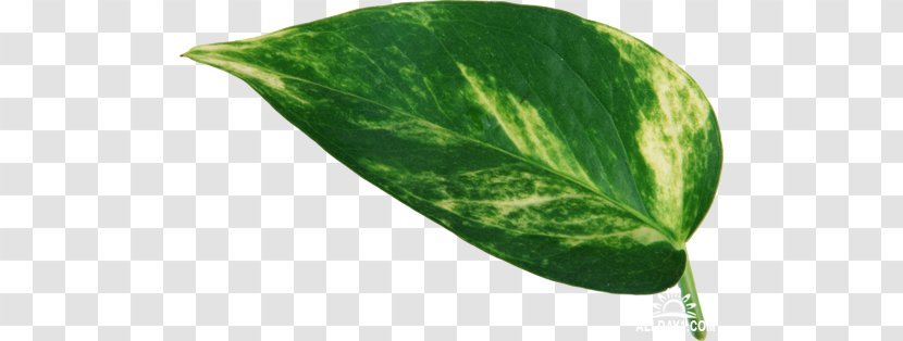 Leaf Plant Leaves Green - Wisgoon Transparent PNG
