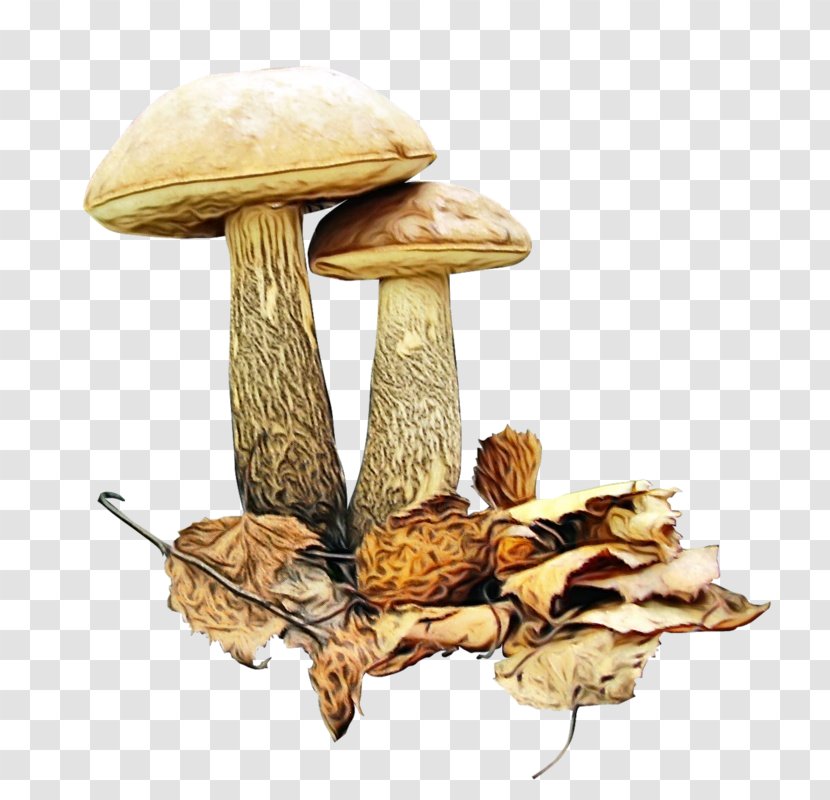 Mushroom Cartoon - Leccinum - Plant Oyster Transparent PNG