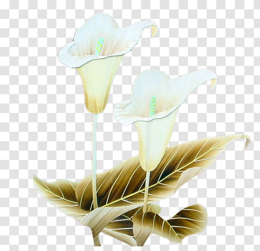 Floral Design Flower - Frame - Lily Transparent PNG