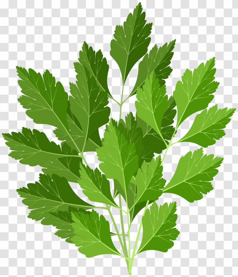 Clip Art Image Transparency Parsley - Resolution Transparent PNG