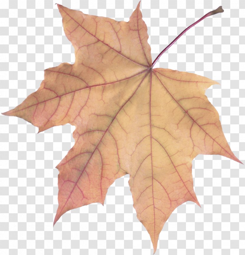 Maple Leaf - Flowering Plant Deciduous Transparent PNG