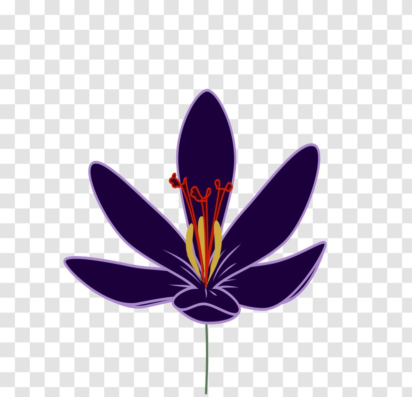 Autumn Crocus Kashmiri Cuisine Saffron Clip Art - Flower Vector Transparent PNG