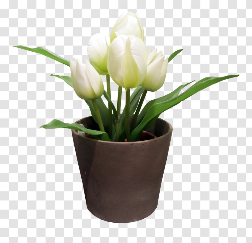 Flowerpot - Tulip - Flower Transparent PNG