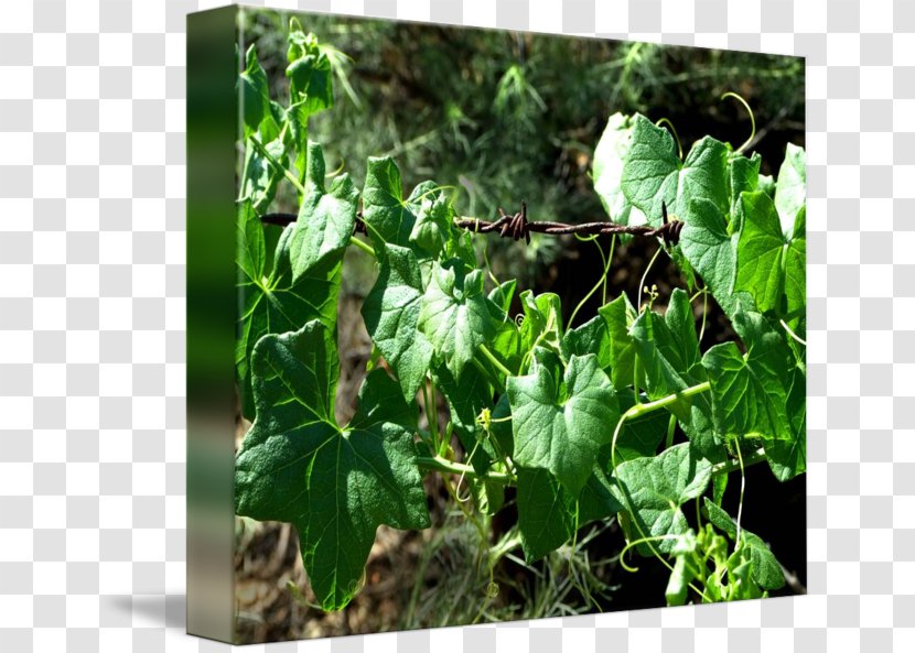 Leaf Herb Transparent PNG