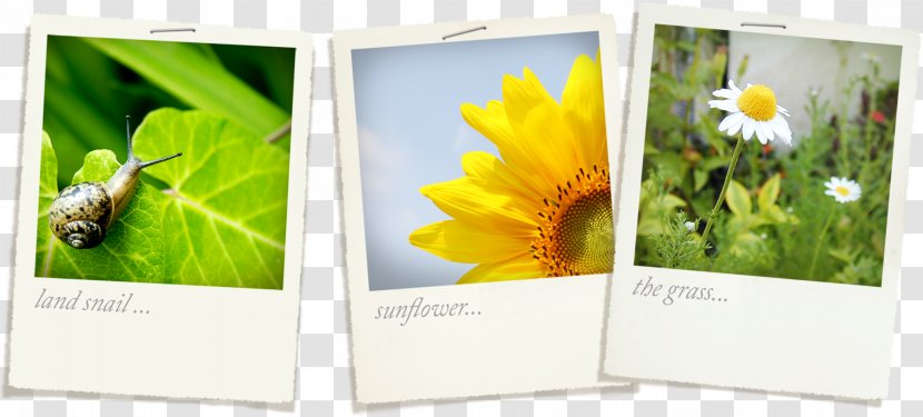 Sunflower Snail Photo Clip - Picture Frame - Gratis Transparent PNG