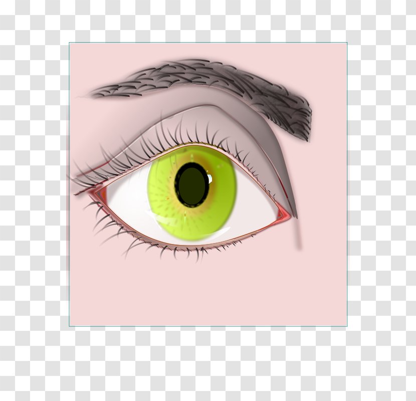 Eyebrow Clip Art - Watercolor - Eye Transparent PNG