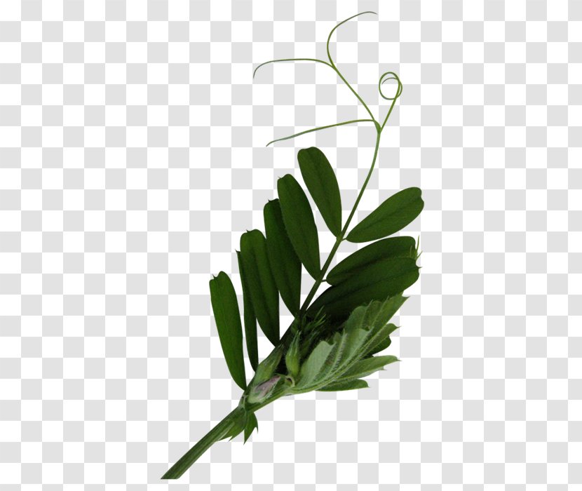 Leaf Tree Plant Stem - 树叶 Transparent PNG