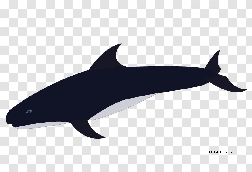 Porpoise Rough-toothed Dolphin Common Bottlenose Killer Whale Clip Art - Rough Toothed Transparent PNG
