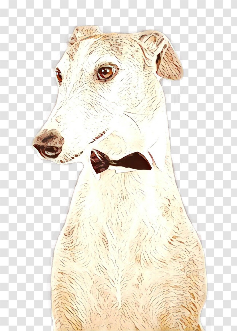 Dog Cartoon - Fawn - Sloughi Transparent PNG