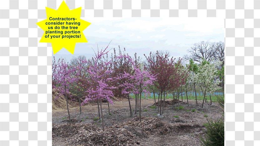 Tree Planting Landscaping Landscape Flower - Shade Transparent PNG