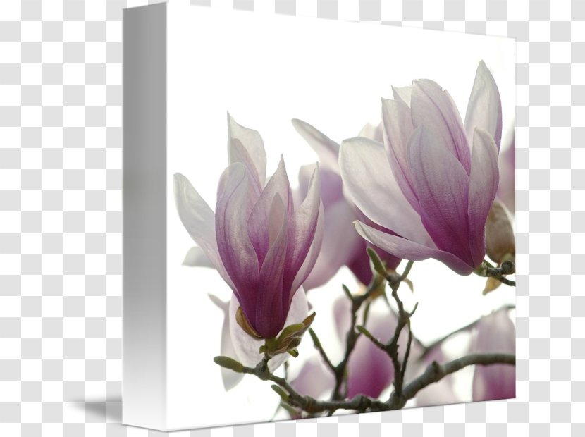 Flowering Plant Magnoliaceae Lilac - Magnolia Flower Painting Transparent PNG