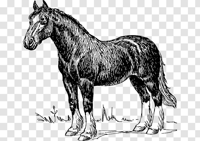 Clydesdale Horse Tennessee Walking Shire Draft Clip Art - Mane - Color Line Segment Transparent PNG