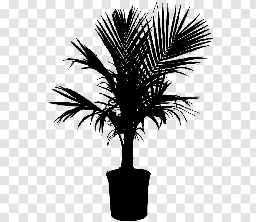 Asian Palmyra Palm Babassu Black & White - M Trees Date Transparent PNG