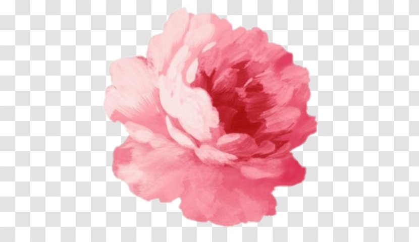 Pink Flowers Rose - Petal - Flower Transparent PNG