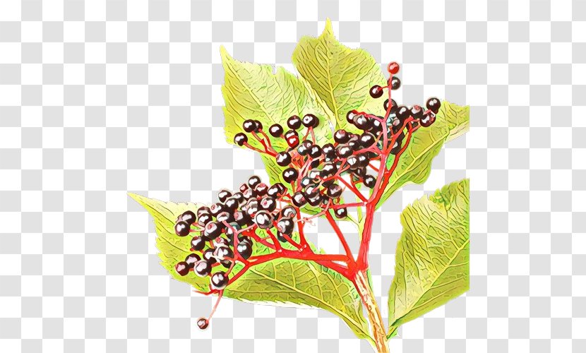 Holly Leaf - M 0d - Vitis Transparent PNG