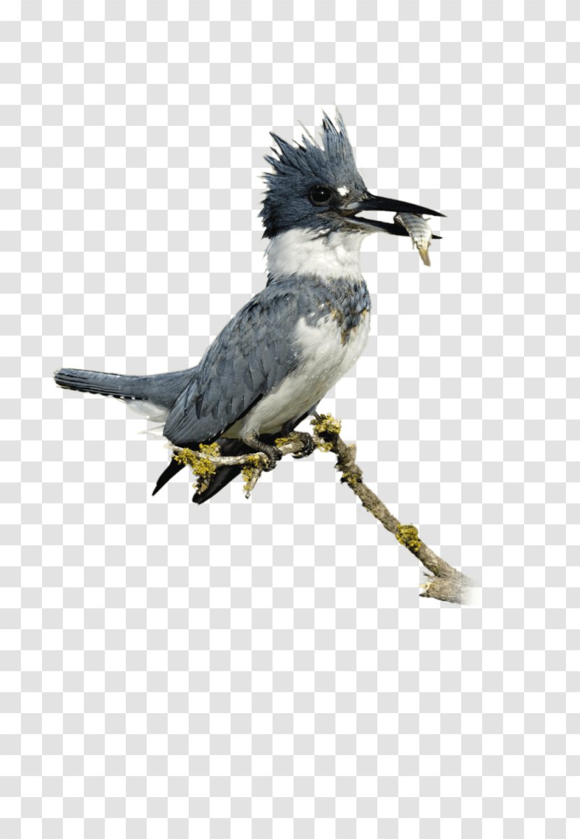 Belted Kingfisher Bird Common Beak - Couple Transparent PNG