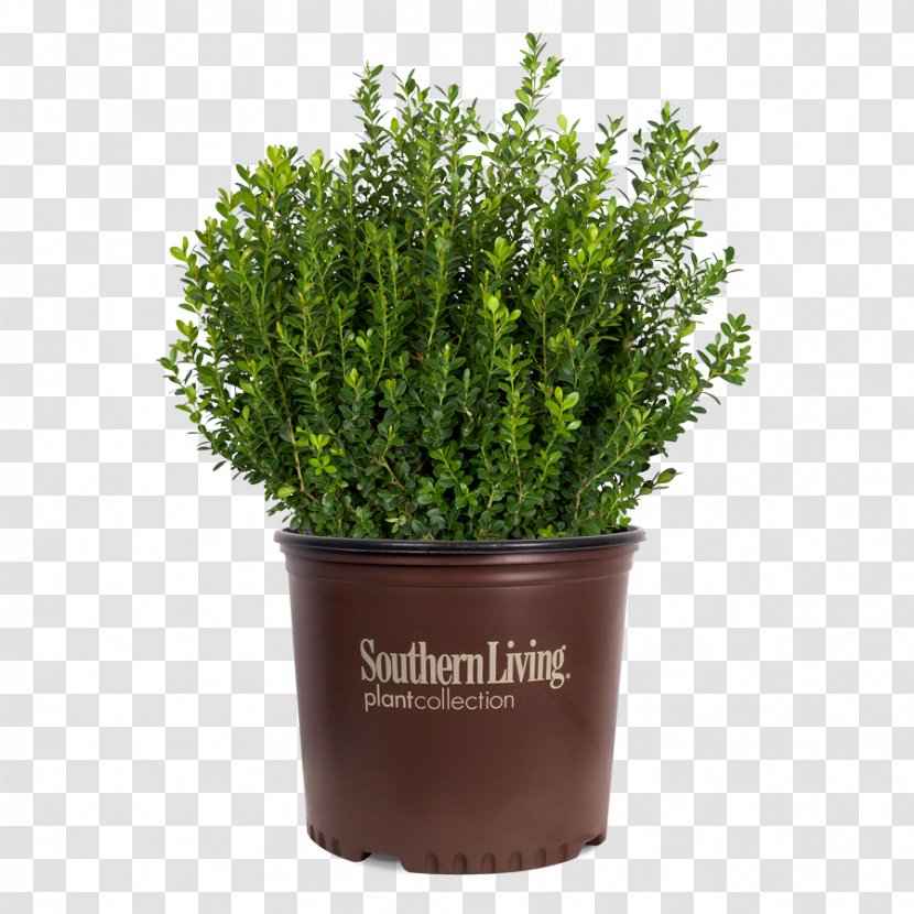 Buxus Microphylla Shrub Hedge Garden Plants - Boxwood Shrubs Transparent PNG