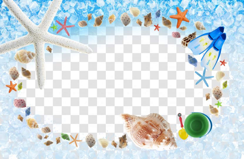 Photography Royalty-free Illustration - Footage - Shell Decorative Background Transparent PNG