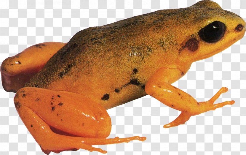 American Bullfrog True Frog Tree Toad - Terrestrial Animal - Yellow Transparent PNG