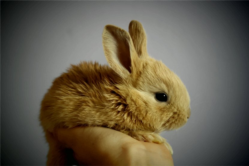 Domestic Rabbit Cuteness Dwarf - Snout - Peter Transparent PNG