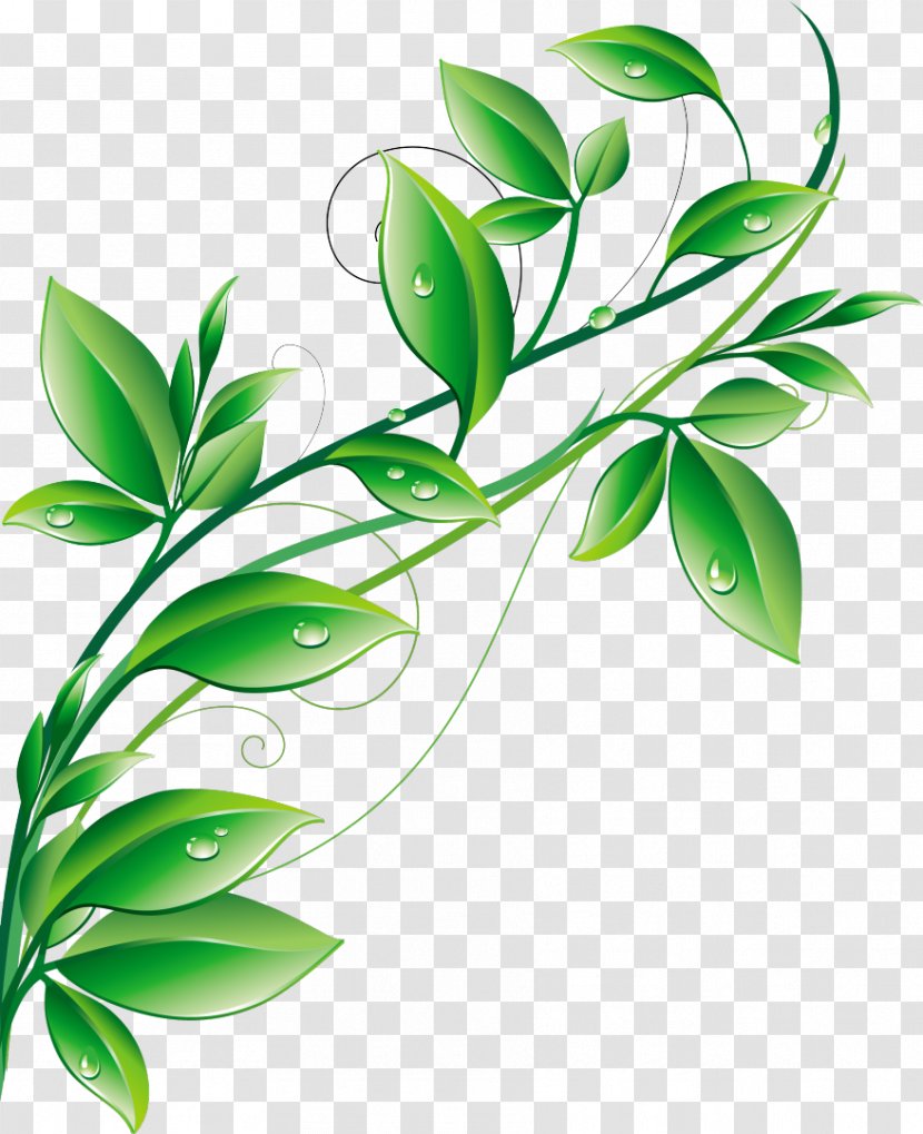 Vector Graphics Illustration Clip Art Stock Photography Design - Plant Stem - Traditional Background Green Transparent PNG