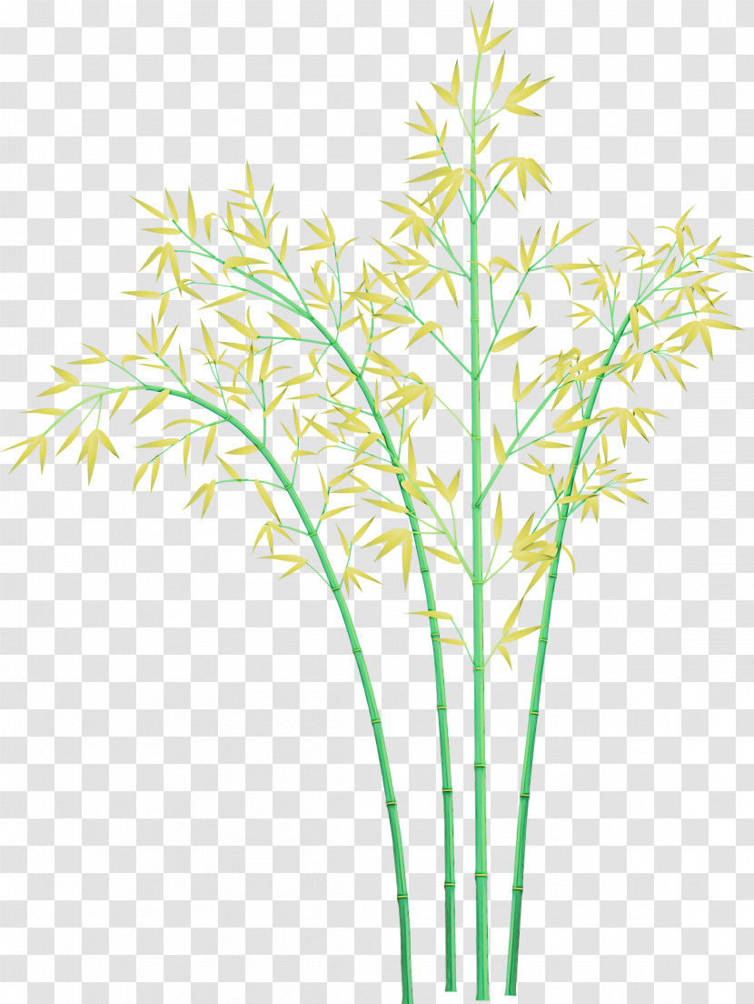 Grass Plant Plant Stem Grass Family Leaf Transparent PNG