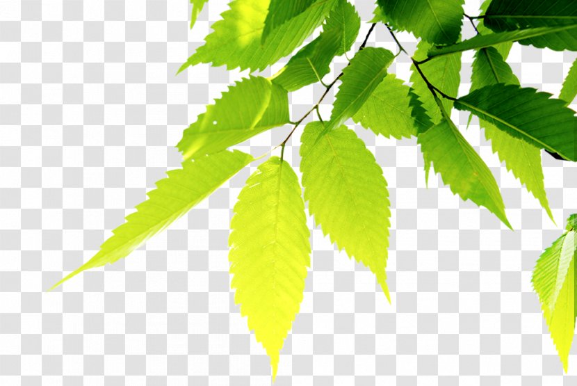 U4e09u746au7530u6c11u5bbf Tea Coffee Food - Tree - Green Leaves Transparent PNG