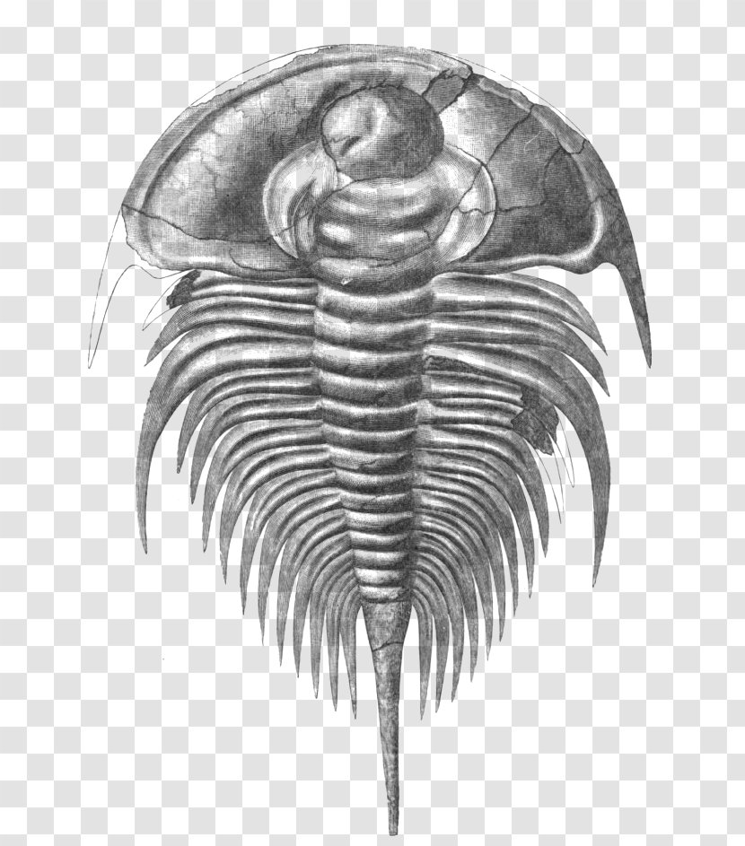 Olenellus Cambrian Marine Invertebrates Fossil Ptychopariida - Drawing Transparent PNG
