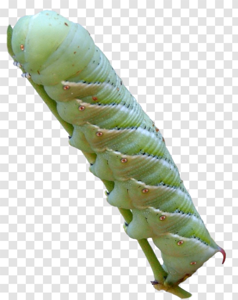 Caterpillar Manduca Sexta Five-spotted Hawk Moth Larva Insect - Animal Transparent PNG