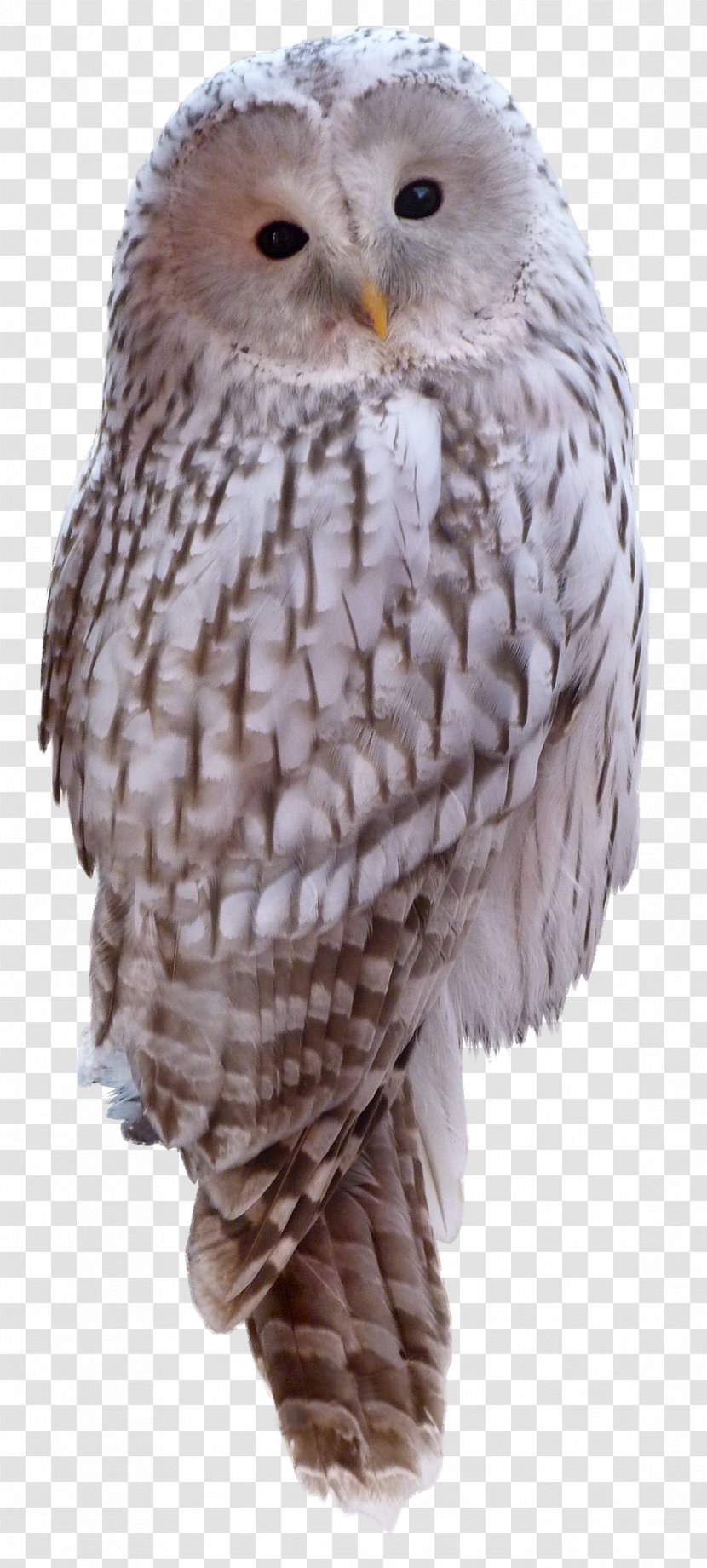 Great Grey Owl Animal Little - Longeared - White Transparent PNG