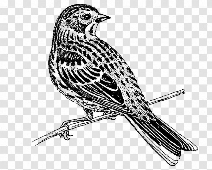 Book Black And White - Finch - Lark Falconiformes Transparent PNG