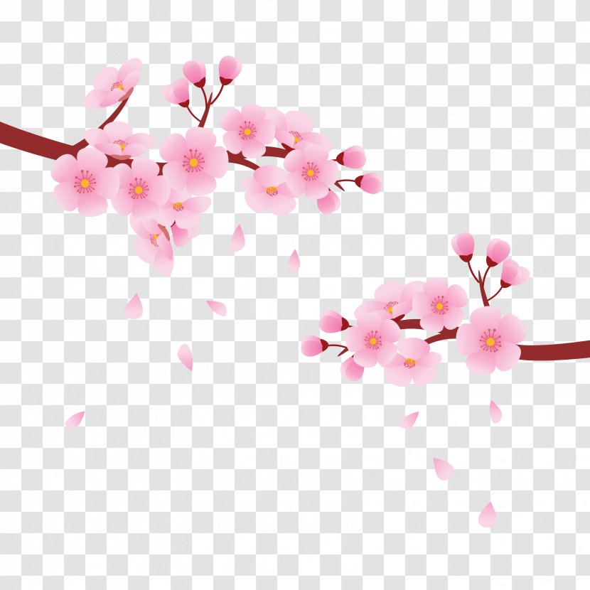 National Cherry Blossom Festival Cerasus - Blossoms Transparent PNG
