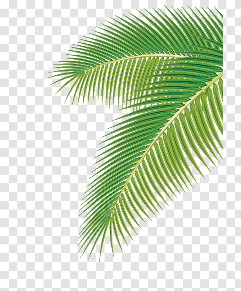 Arecaceae Leaf Euclidean Vector Clip Art - Palm Transparent PNG
